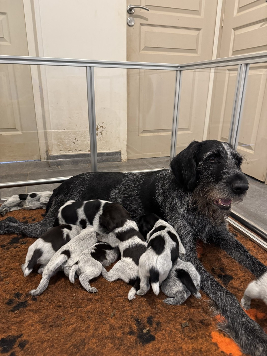 Les chiots sont nés !