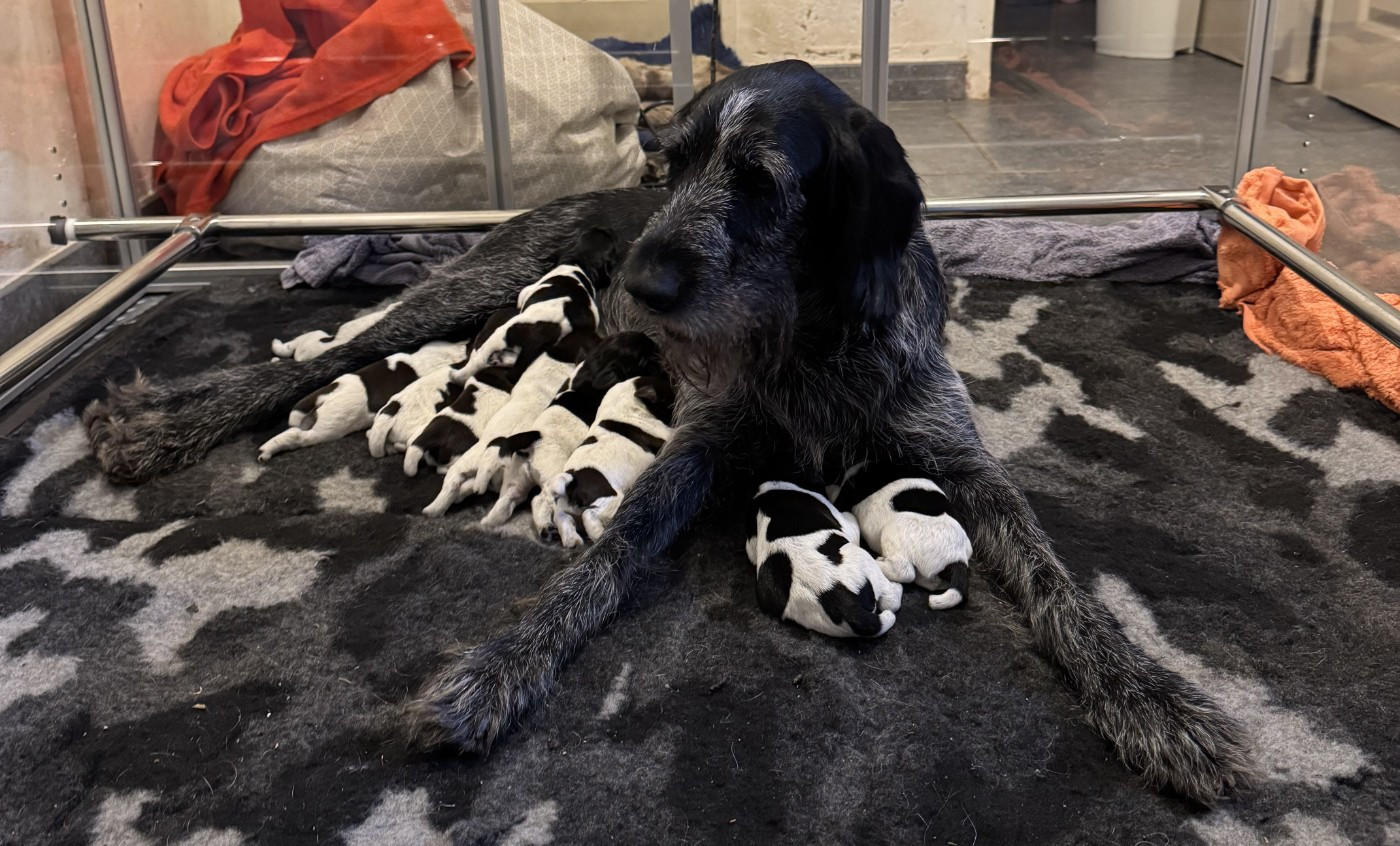 Chiot Chien d'arrêt allemand à poil dur De La Plaine Du Menard